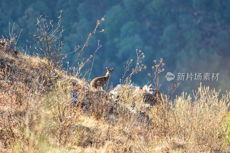 Klipspringer羚羊(Oreotragus Oreotragus)，埃塞俄比亚塞米恩山脉国家公园。非洲野生动物